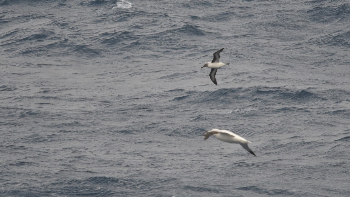 Boz Başlı Albatros - ML646340002