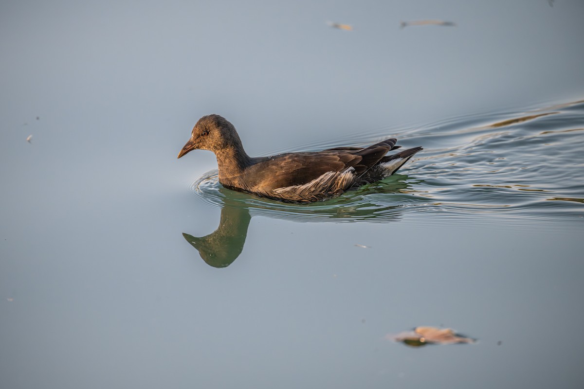 Eurasian Moorhen - ML646340005
