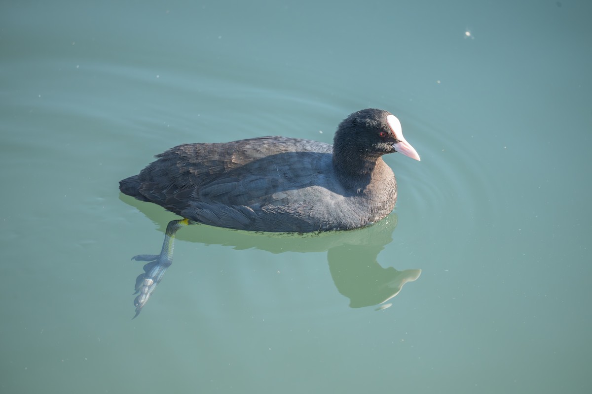 Eurasian Coot - ML646340007