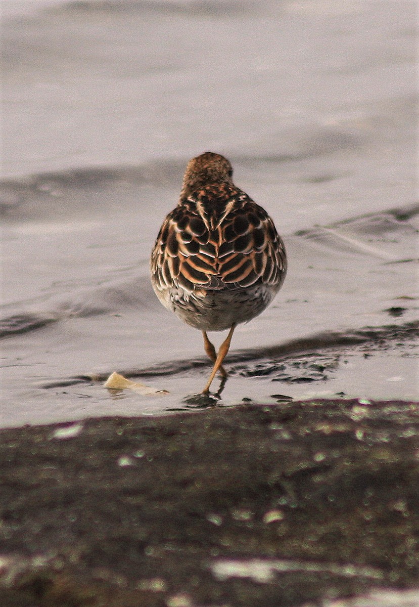 Sharp-tailed Sandpiper - Sandy Bowie