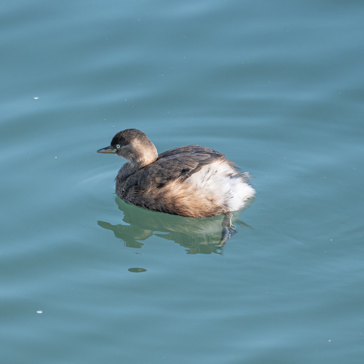 Little Grebe - ML646340013