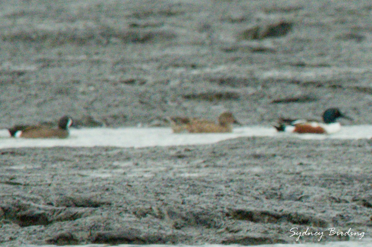 Blauflügelente - ML646340021