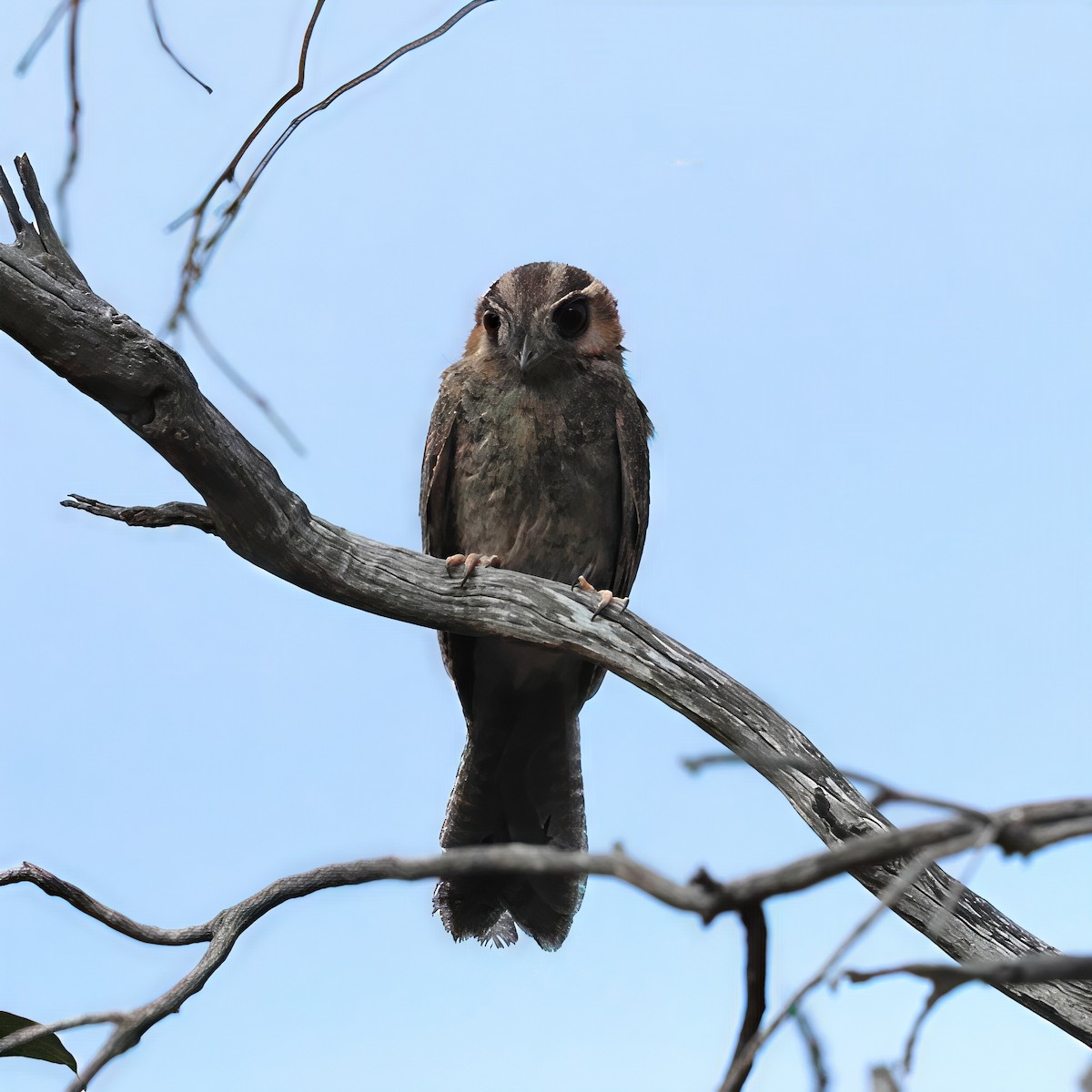 Australian Owlet-nightjar - ML646340027