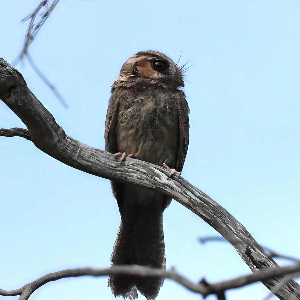 Australian Owlet-nightjar - ML646340028