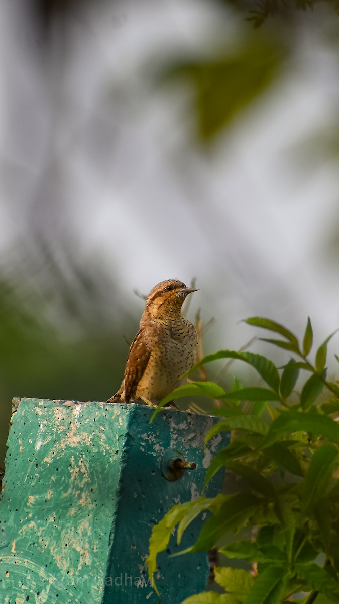 Eurasian Wryneck - ML646340030