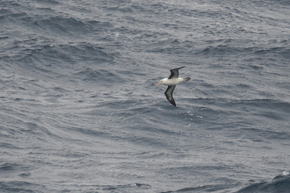 Black-browed Albatross - ML646340032