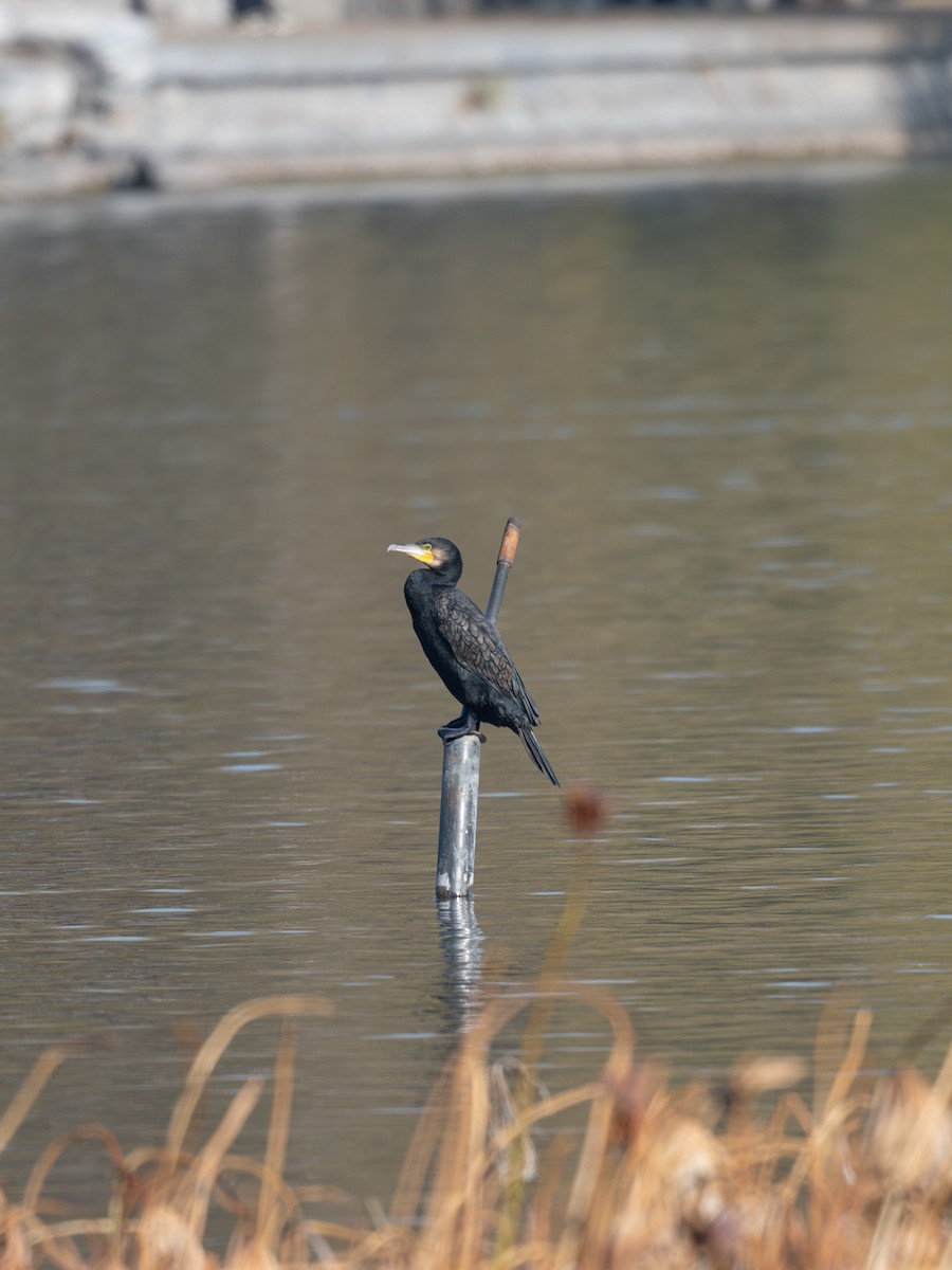 Great Cormorant - ML646340034
