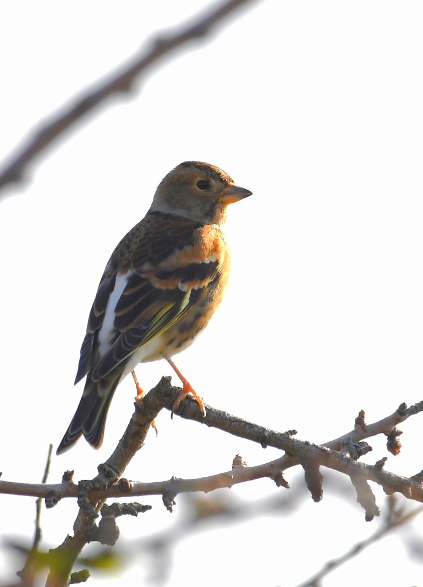 Brambling - ML646340035