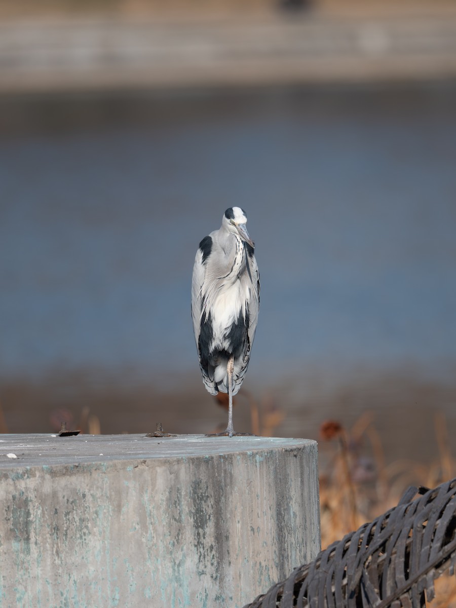 Gray Heron - ML646340036