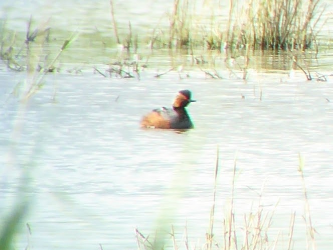 Eared Grebe - ML646340037