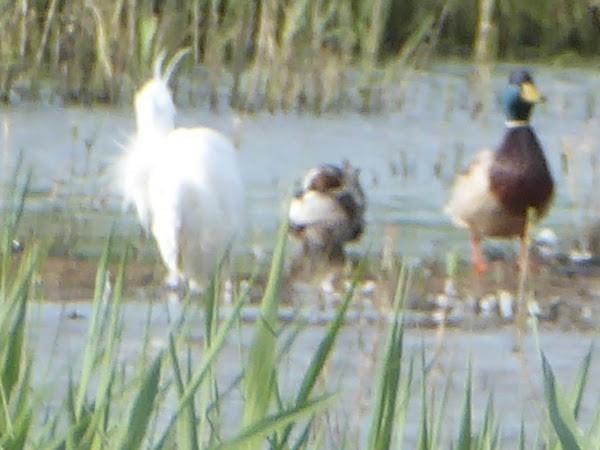 Garganey - ML646340038