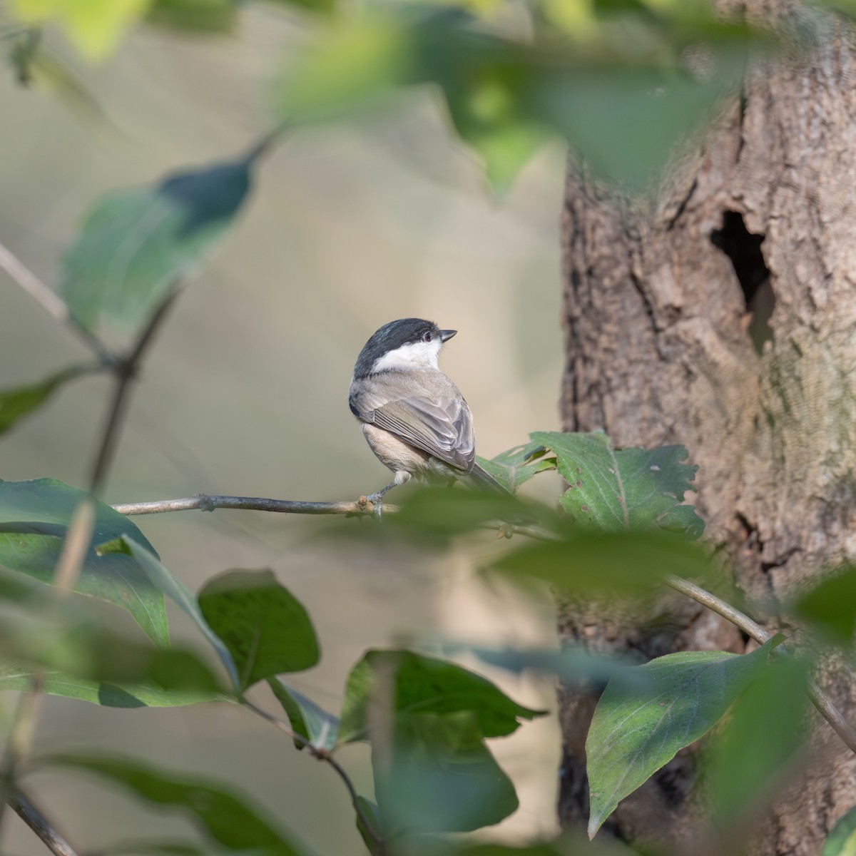 Marsh Tit - ML646340039