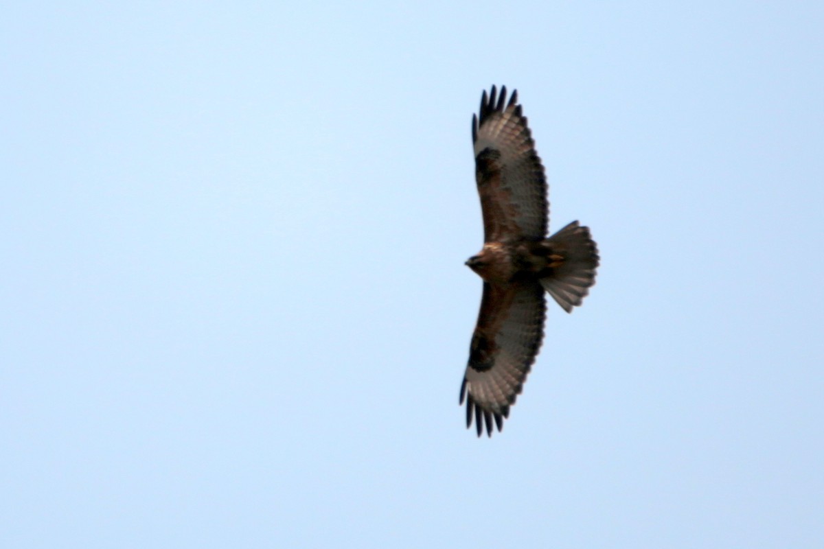 Eastern Buzzard - ML646340040