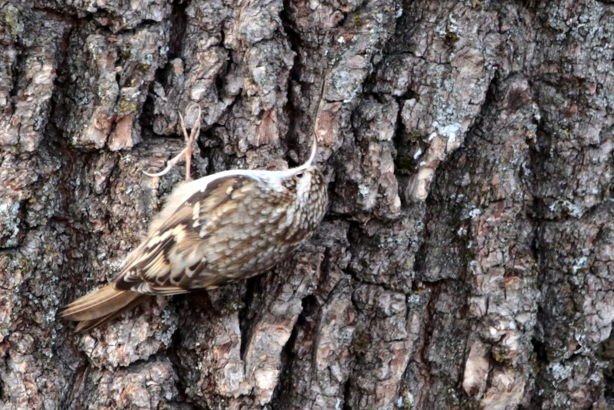 Eurasian Treecreeper - ML646340041