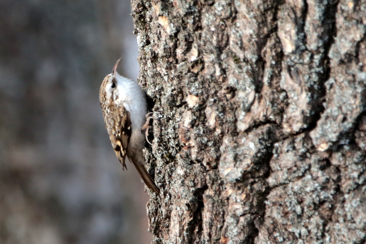 Eurasian Treecreeper - ML646340042
