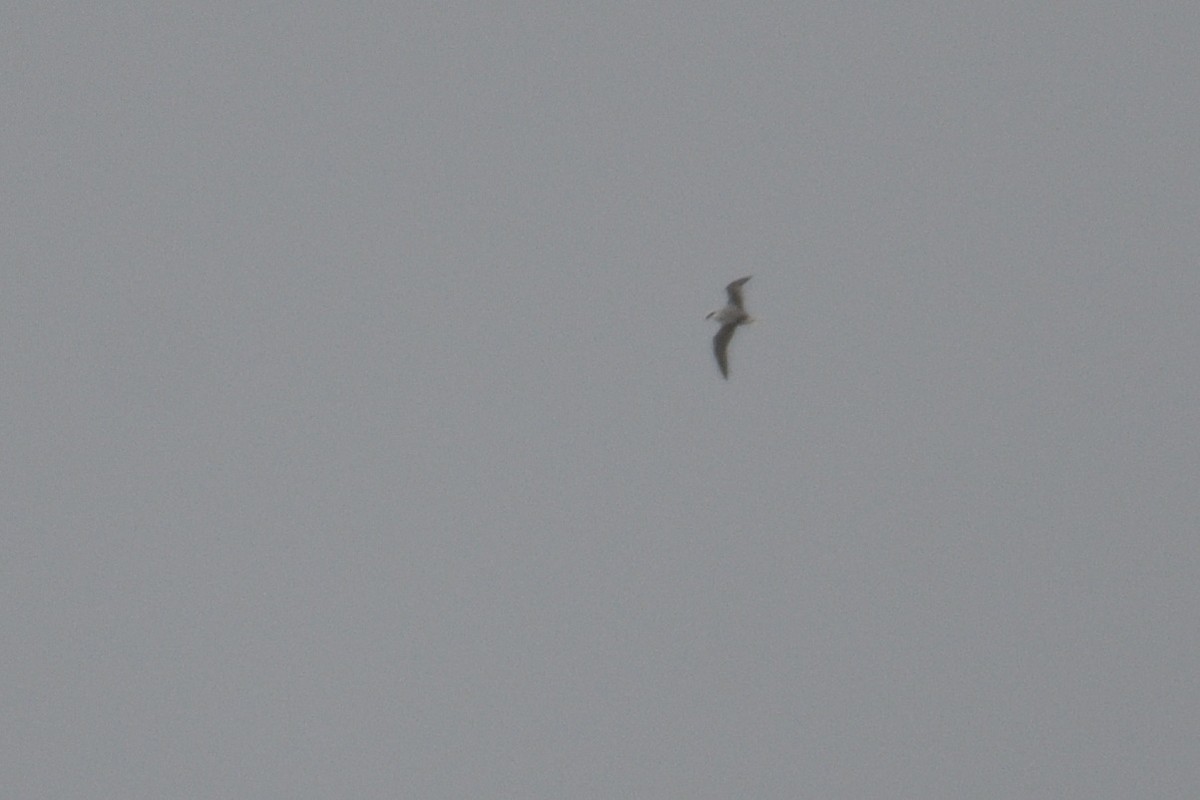 White-headed Petrel - ML646340044