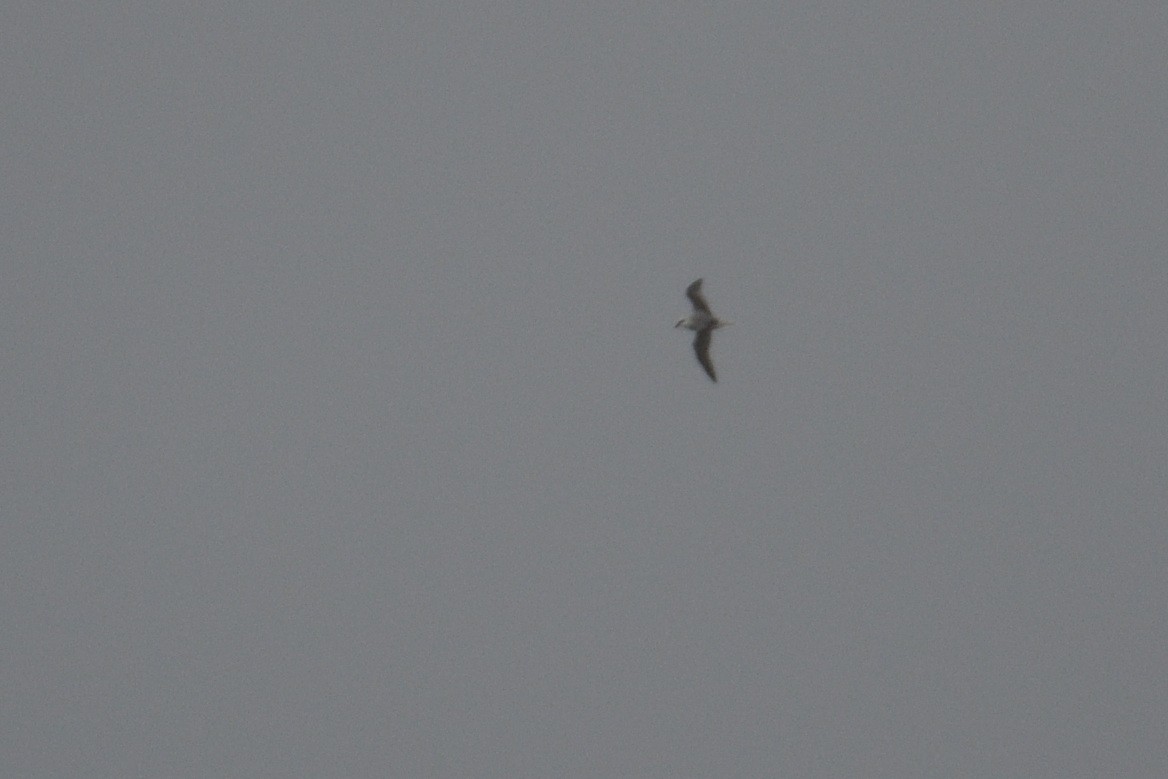 White-headed Petrel - ML646340045