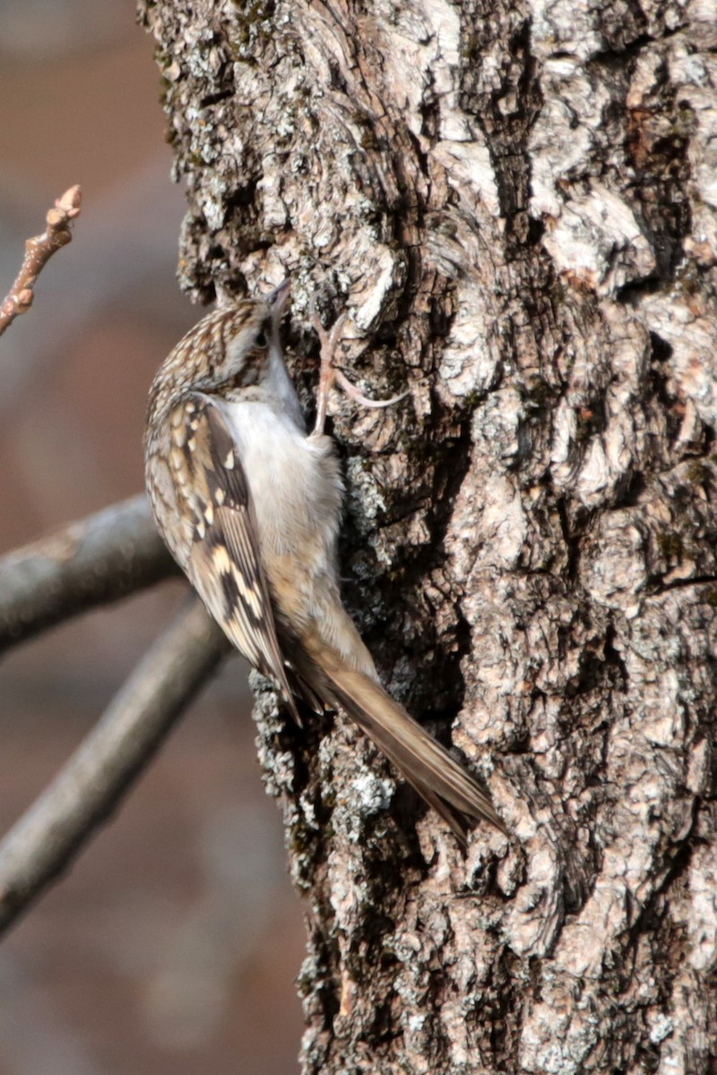 Eurasian Treecreeper - ML646340047