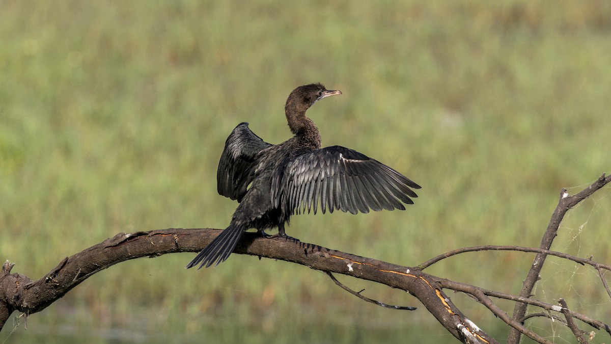 Little Cormorant - ML646340049