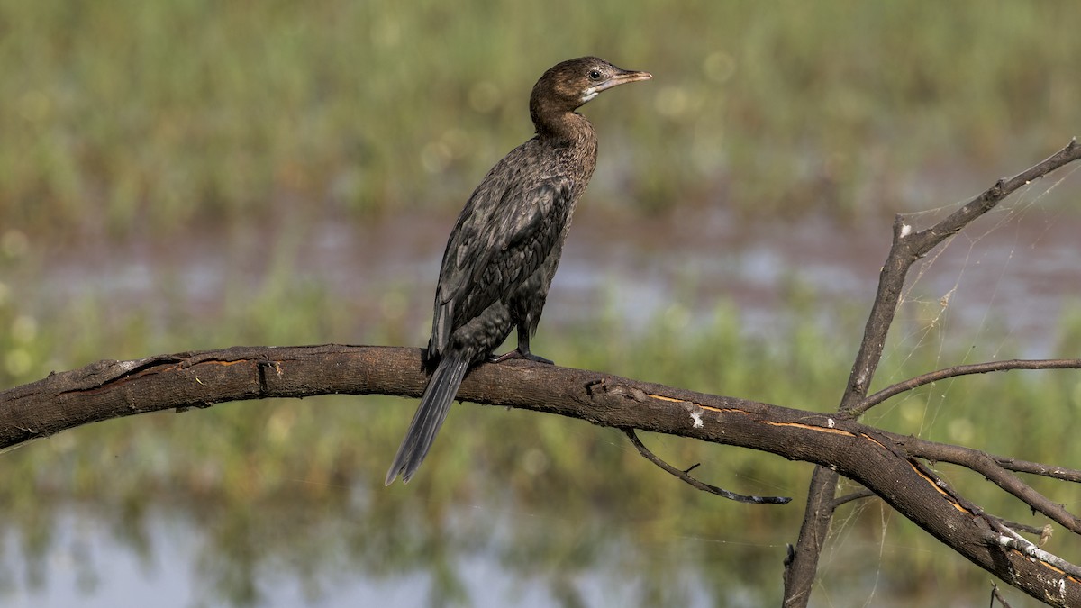 Little Cormorant - ML646340050