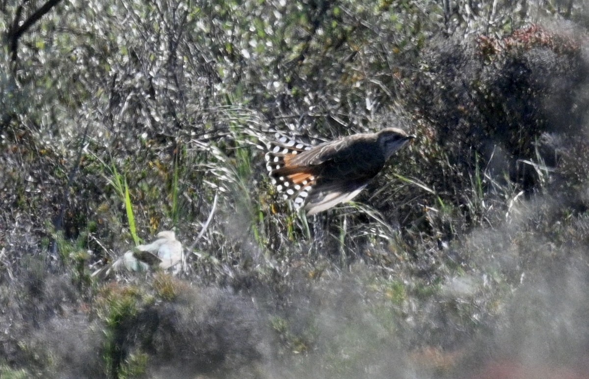 Horsfield's Bronze-Cuckoo - ML646340051