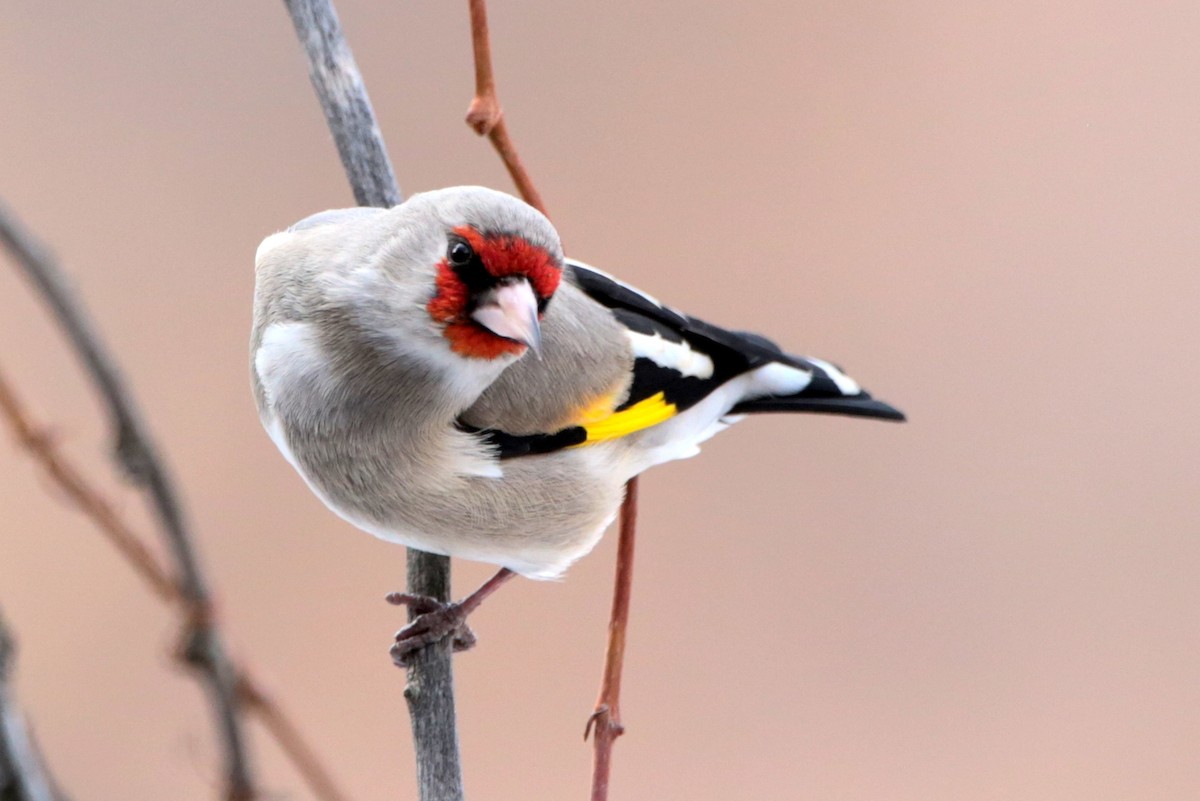 Gray-crowned Goldfinch - ML646340052
