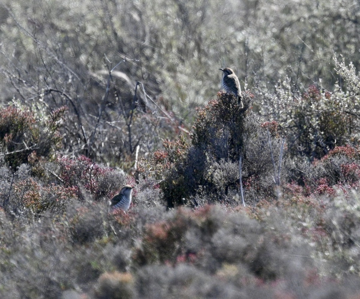 Horsfield's Bronze-Cuckoo - ML646340053