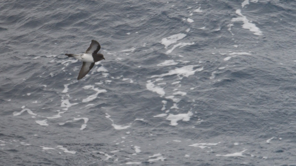Gray-backed Storm-Petrel - ML646340055