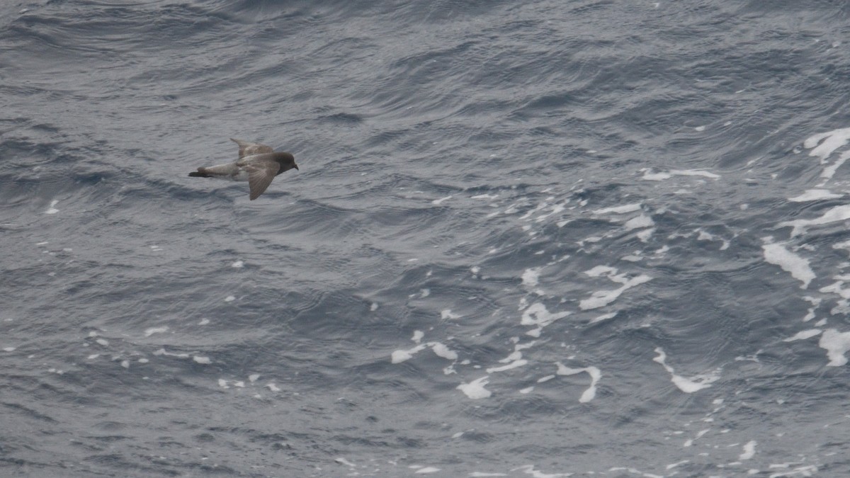 Gray-backed Storm-Petrel - ML646340057