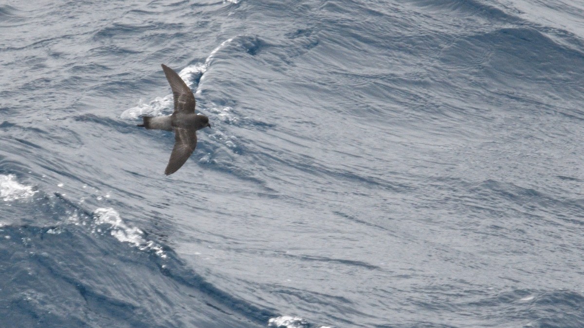 Gray-backed Storm-Petrel - ML646340058