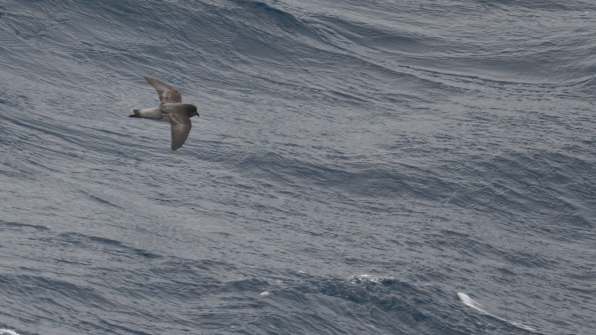 Gray-backed Storm-Petrel - ML646340059