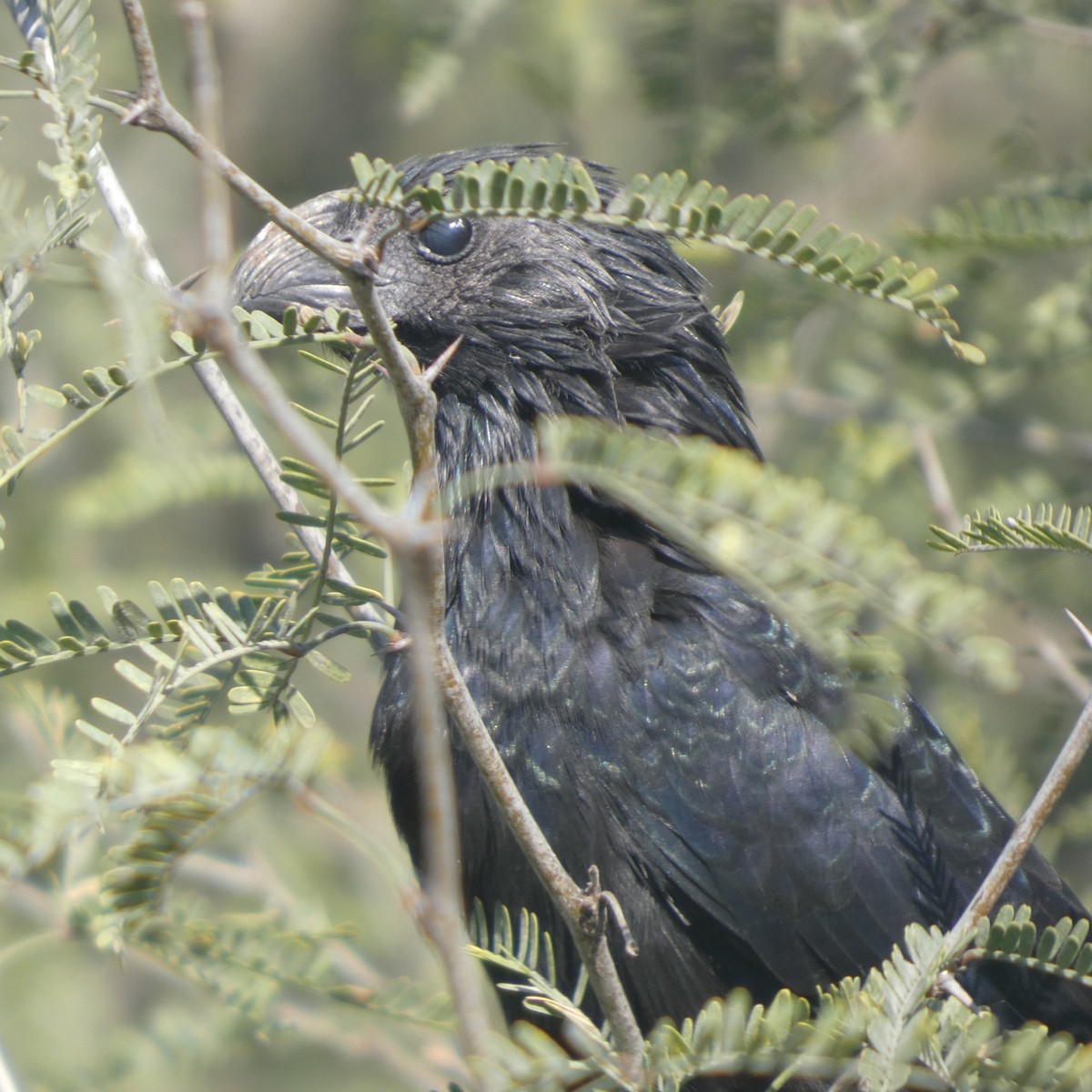 ani rýhozobá - ML646340061