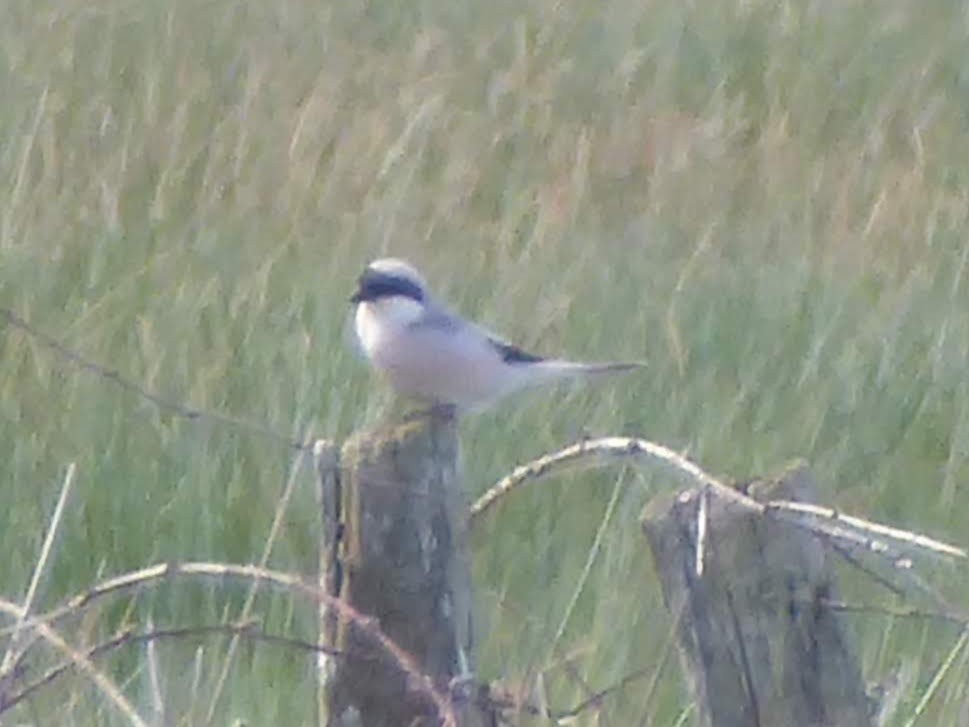 Чернолобый сорокопут - ML646340072