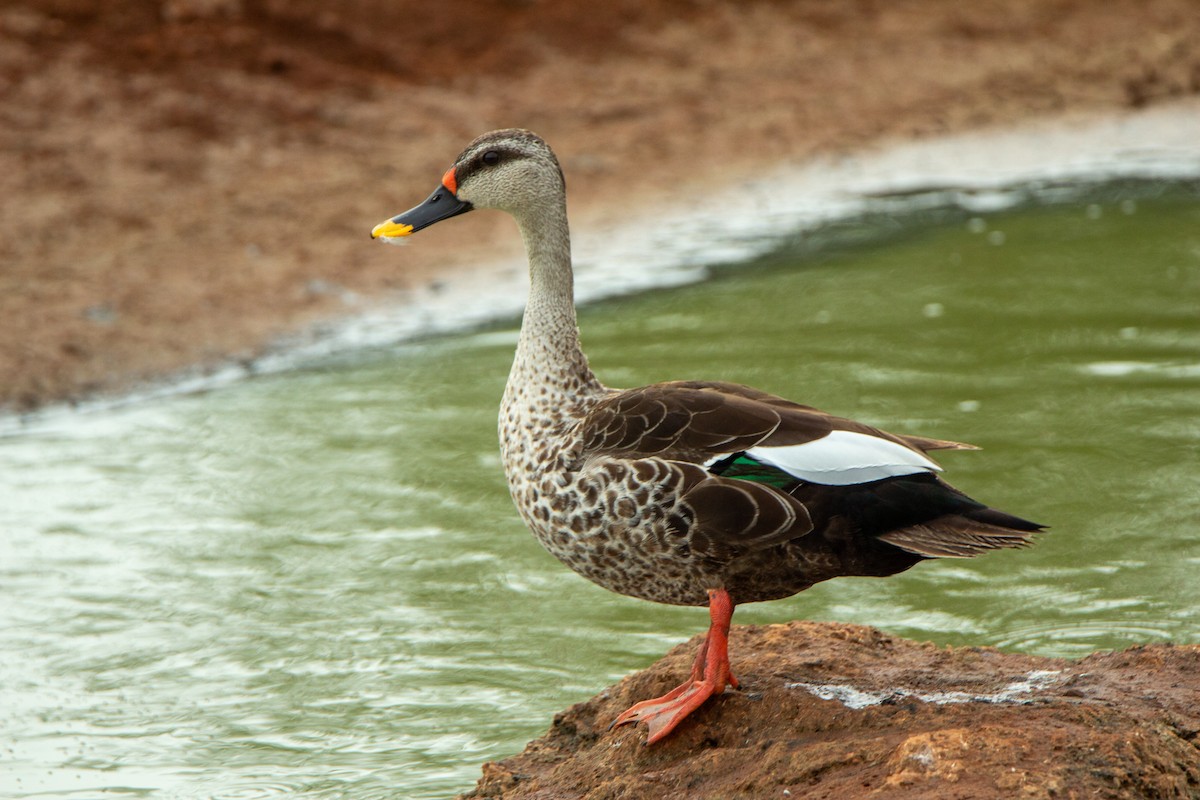 flekknebband - ML646340073