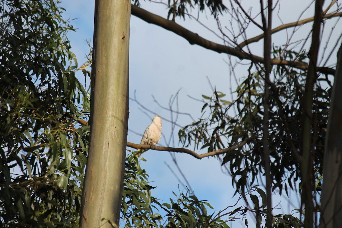 Küçük Korella Kakadusu - ML646340074