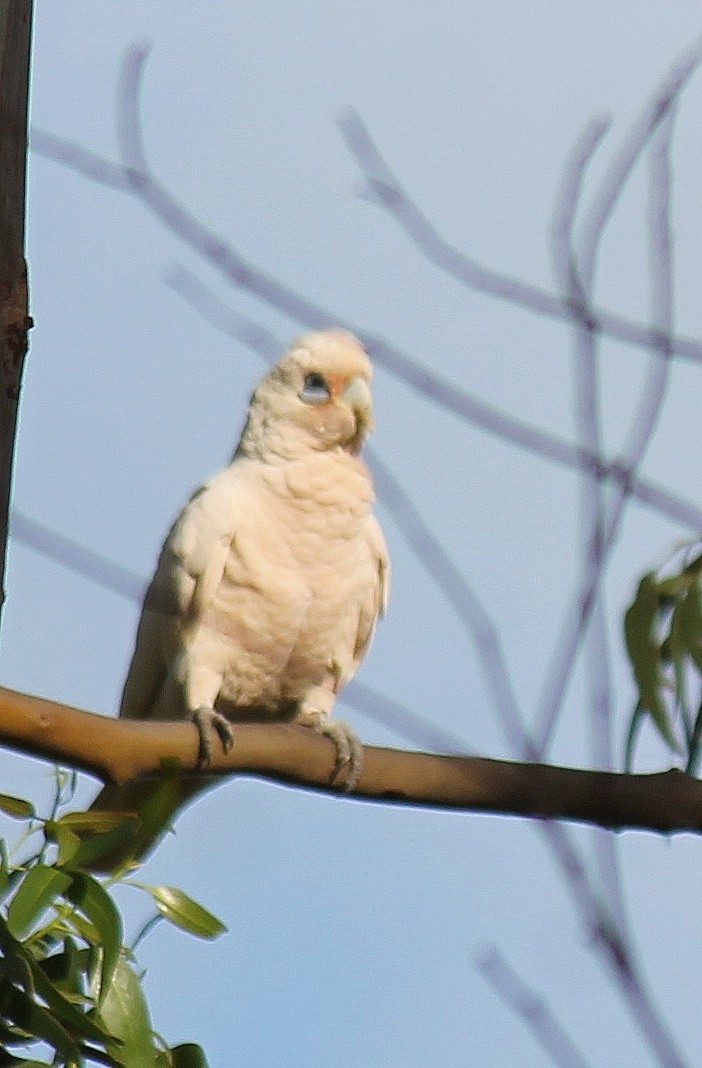 Little Corella - ML646340075