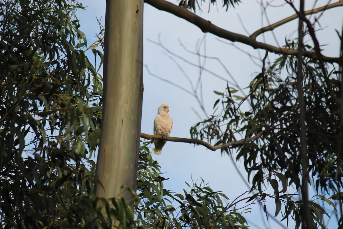 Küçük Korella Kakadusu - ML646340076