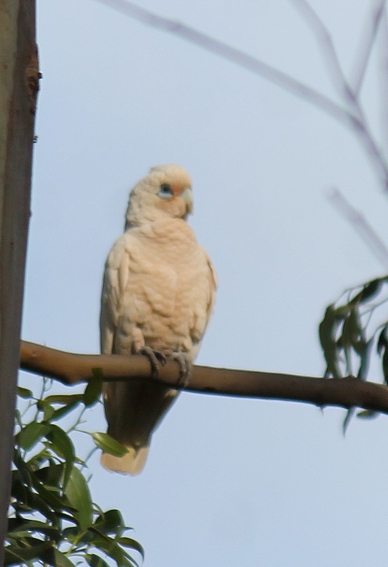 Little Corella - ML646340077