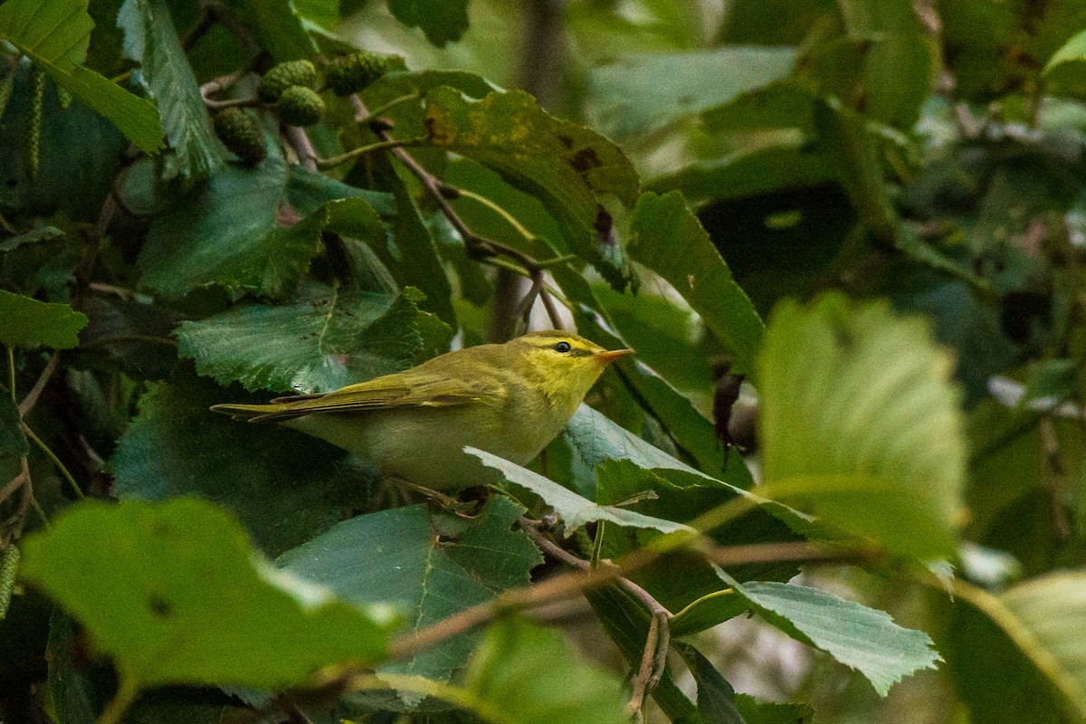 עלווית ירוקה - ML646340079