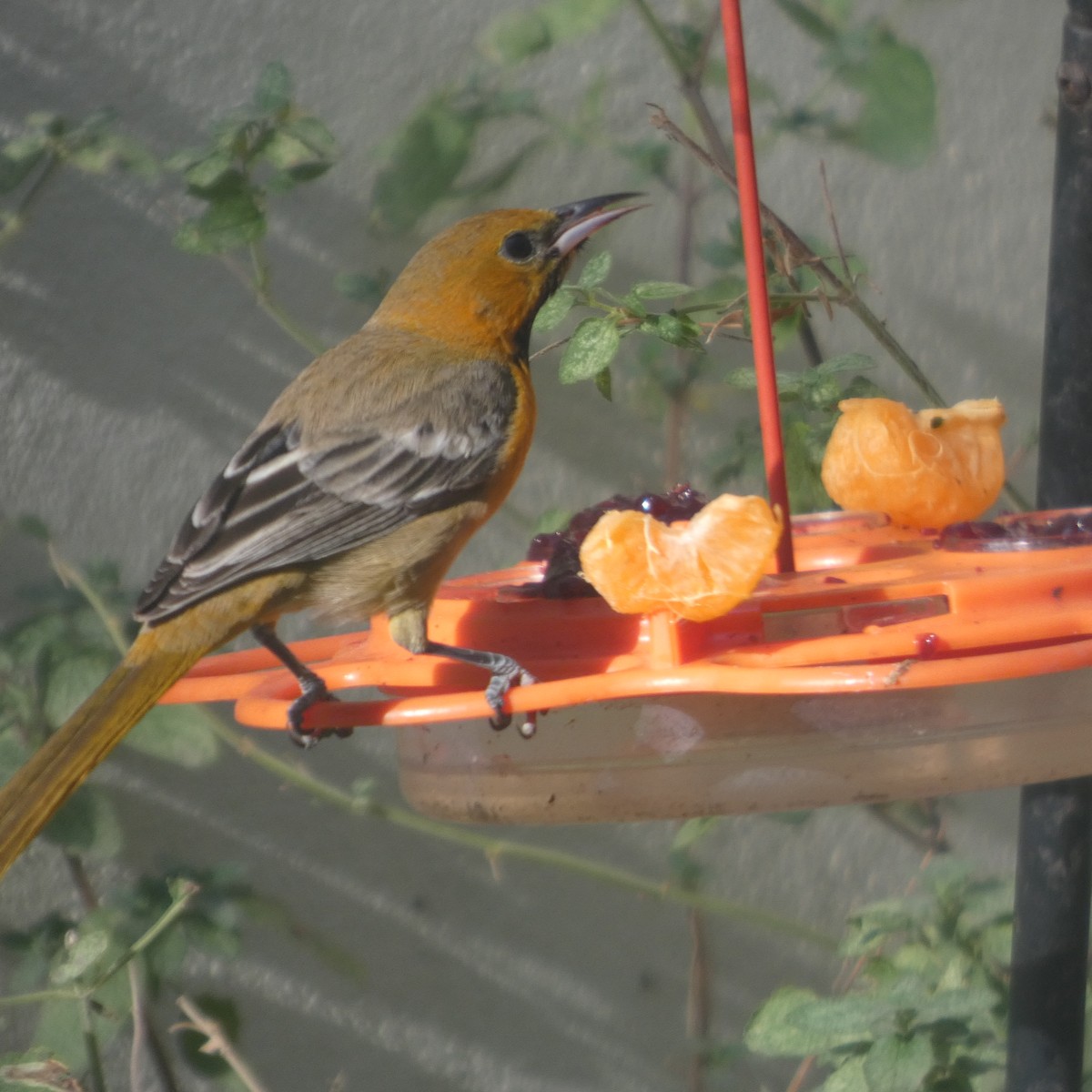 Hooded Oriole - ML646340080