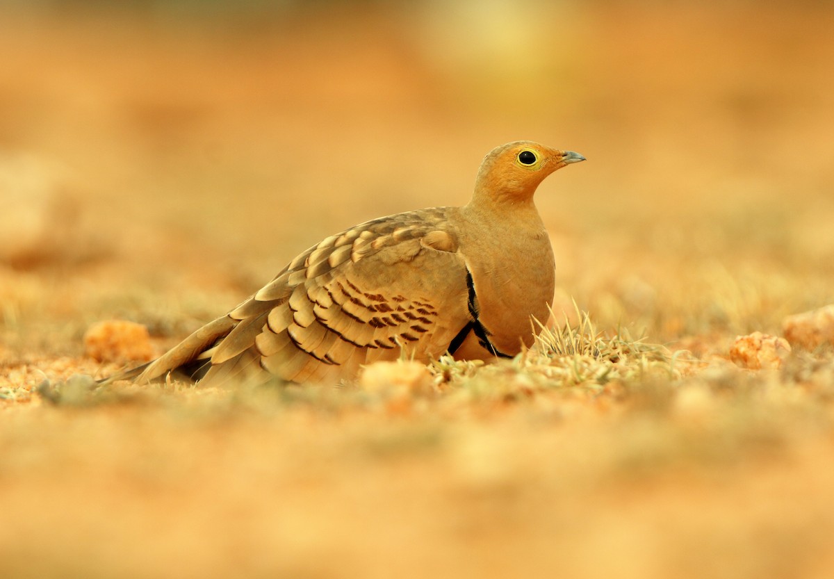 brunbuksandhøne - ML646340081