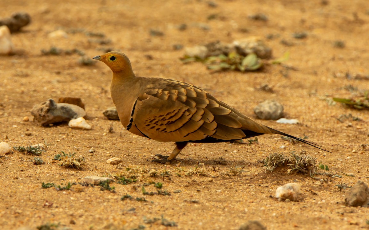 קטה שחומת-גחון - ML646340083