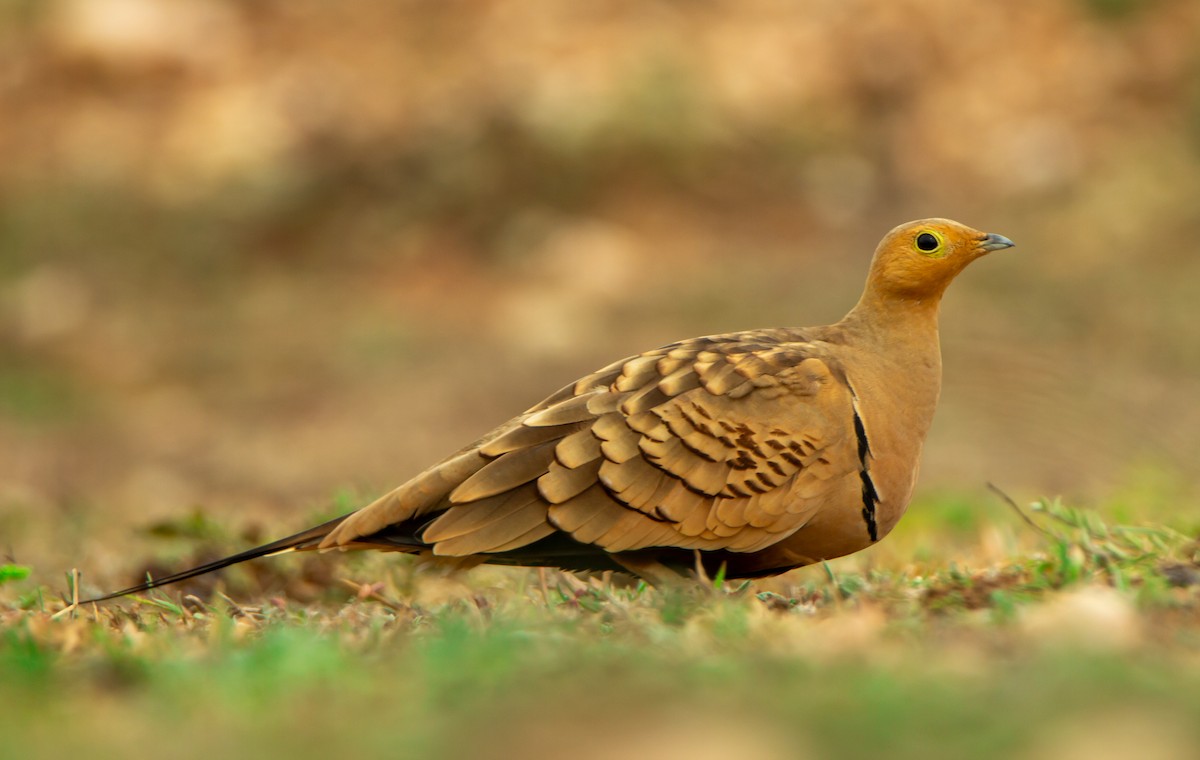 קטה שחומת-גחון - ML646340084