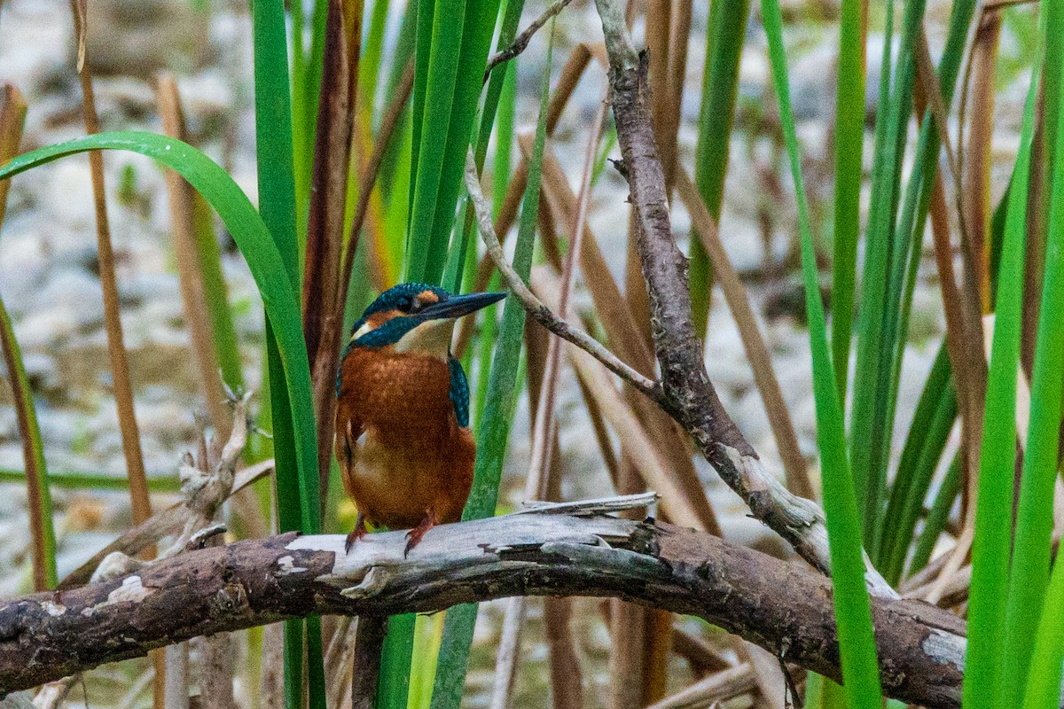 שלדג גמדי - ML646340085