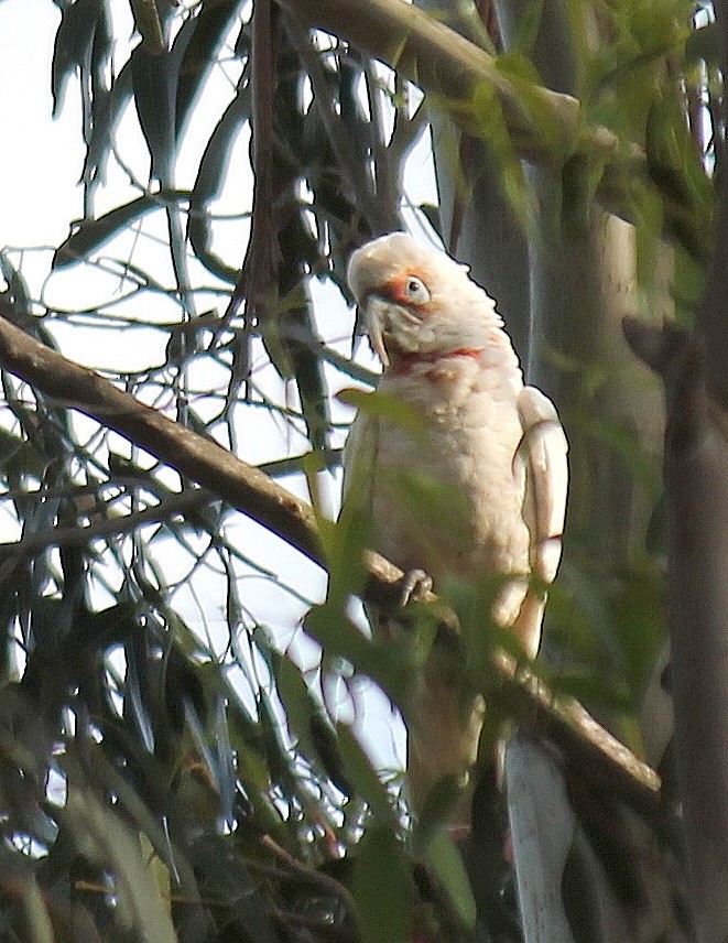 Long-billed Corella - ML646340087