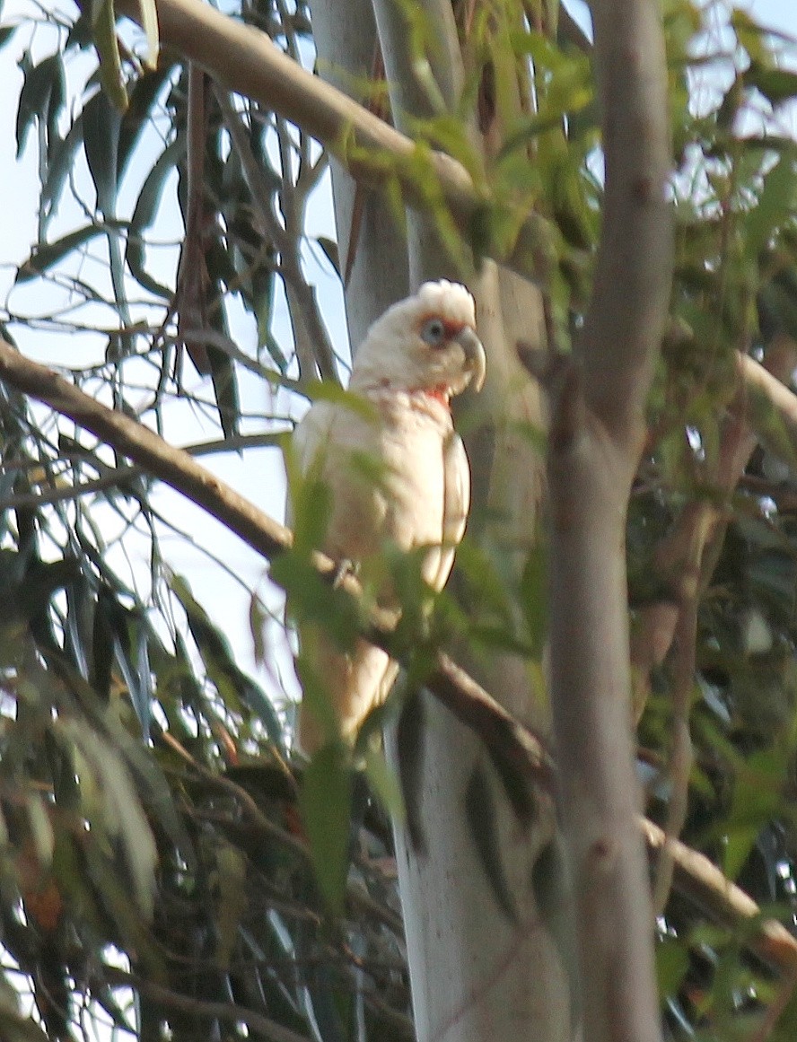 Long-billed Corella - ML646340089