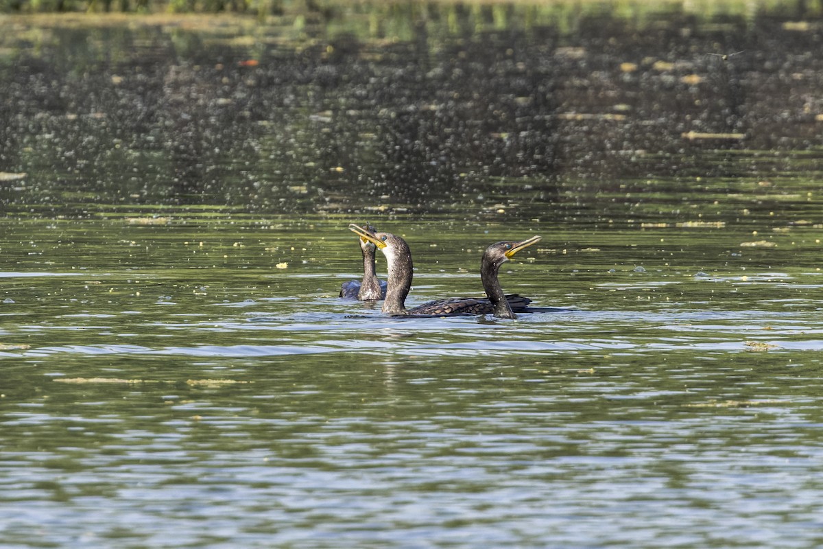 קורמורן הודי - ML646340090