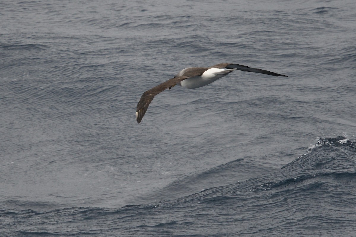 Gray-headed Albatross - ML646340091