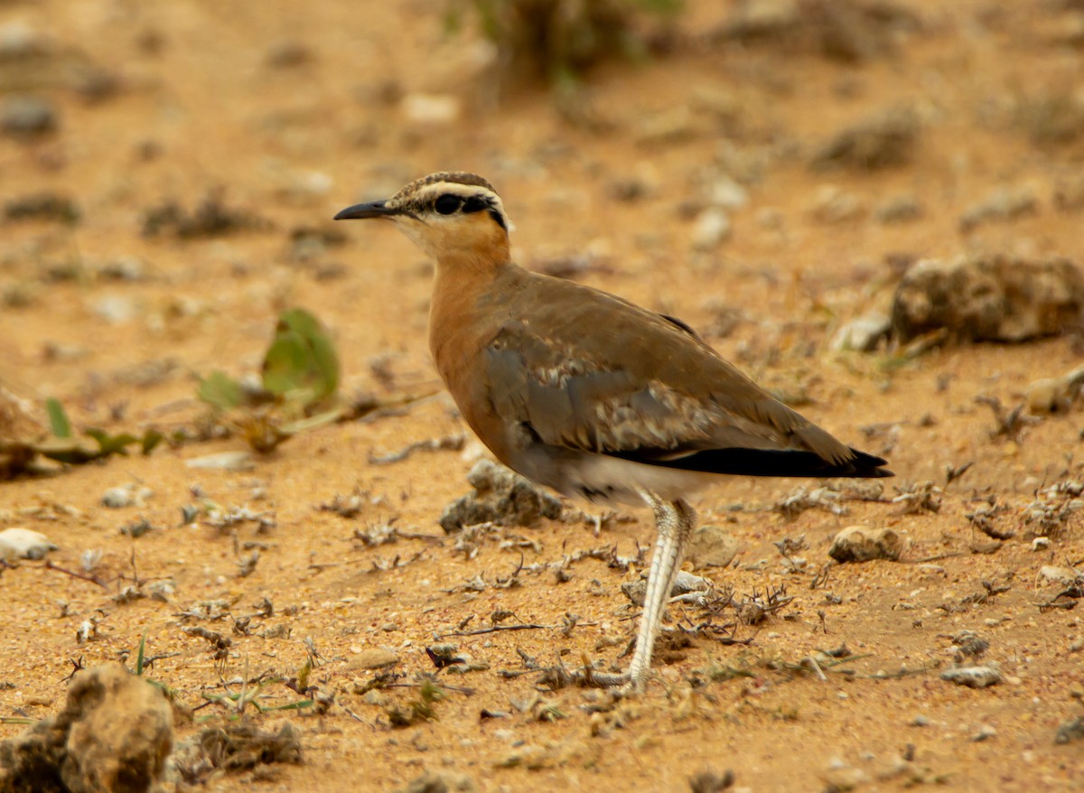 Kızıl Çölkoşarı - ML646340093