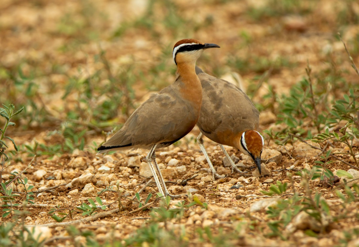 Indian Courser - ML646340095
